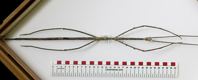 Insecto m�s grande del mundo